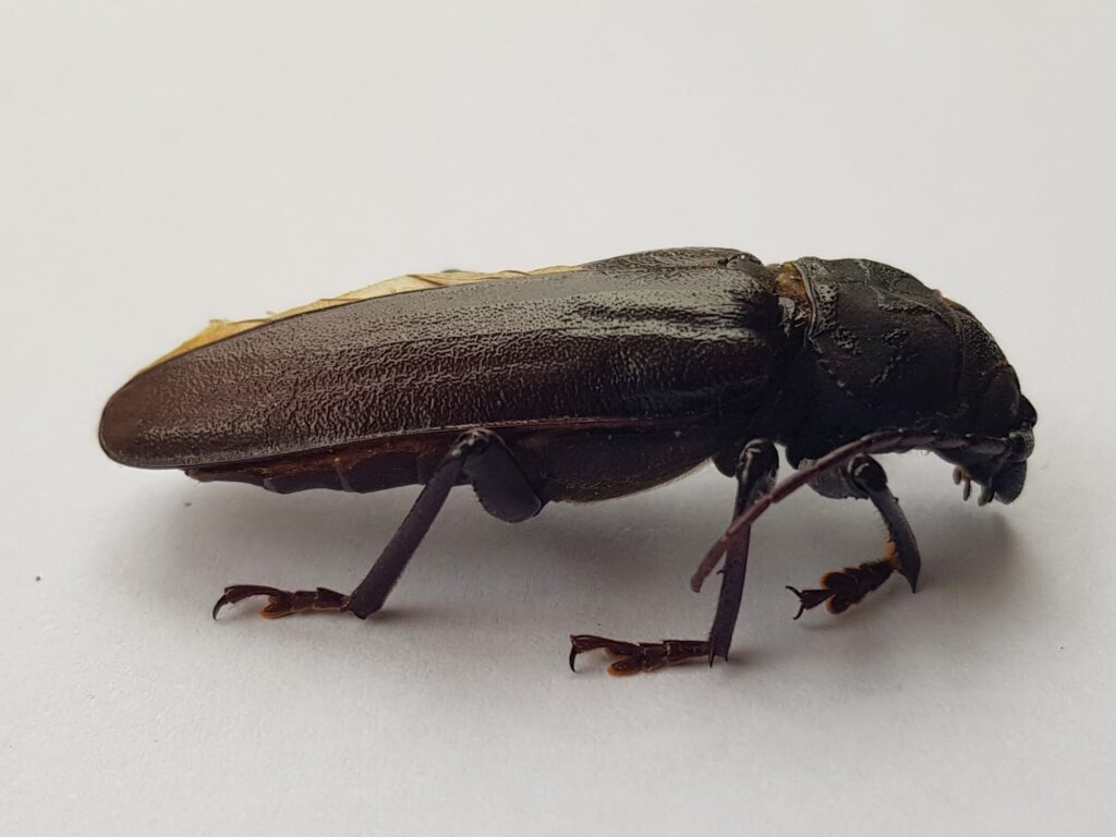 Eurynassa servillei (member of Tooth-necked and Aberrant Longhorn Beetles), Alice Springs NT