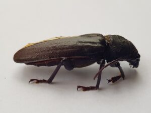Eurynassa servillei (member of Tooth-necked and Aberrant Longhorn Beetles), Alice Springs NT
