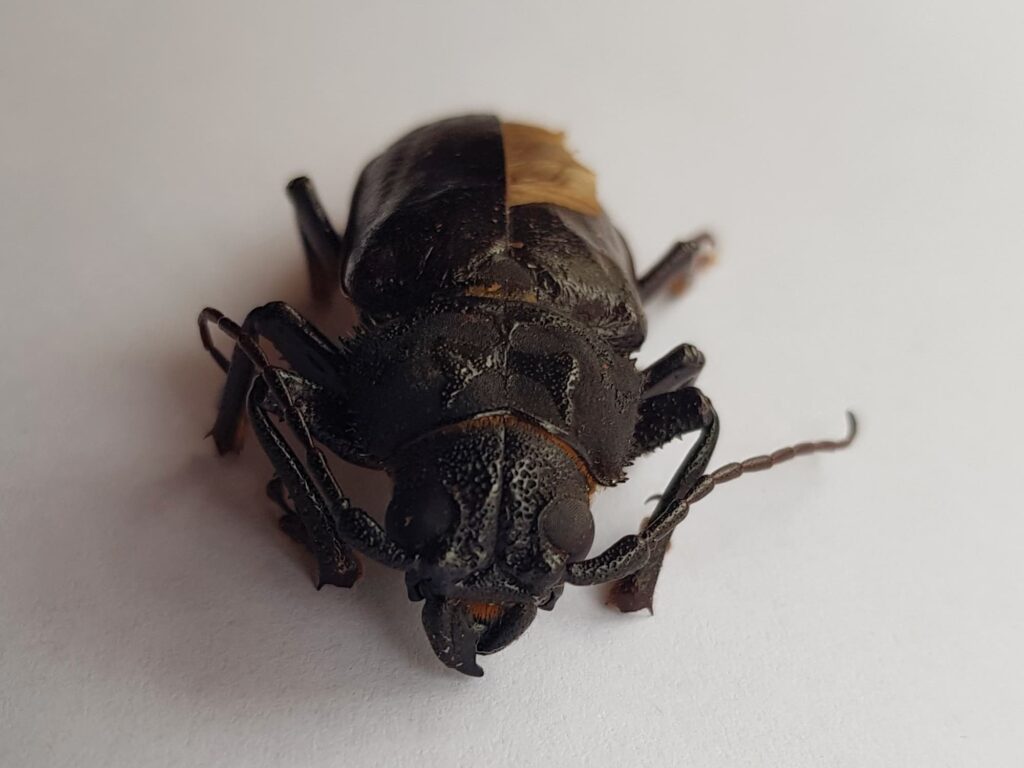 Eurynassa servillei (member of Tooth-necked and Aberrant Longhorn Beetles), Alice Springs NT