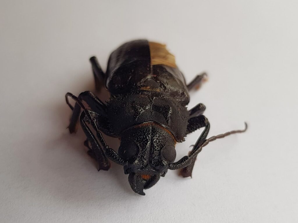 Eurynassa servillei (member of Tooth-necked and Aberrant Longhorn Beetles), Alice Springs NT