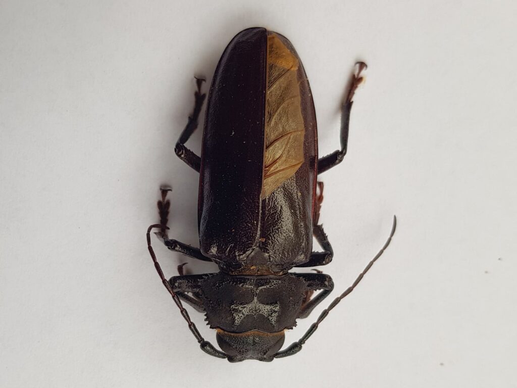 Eurynassa servillei (member of Tooth-necked and Aberrant Longhorn Beetles), Alice Springs NT