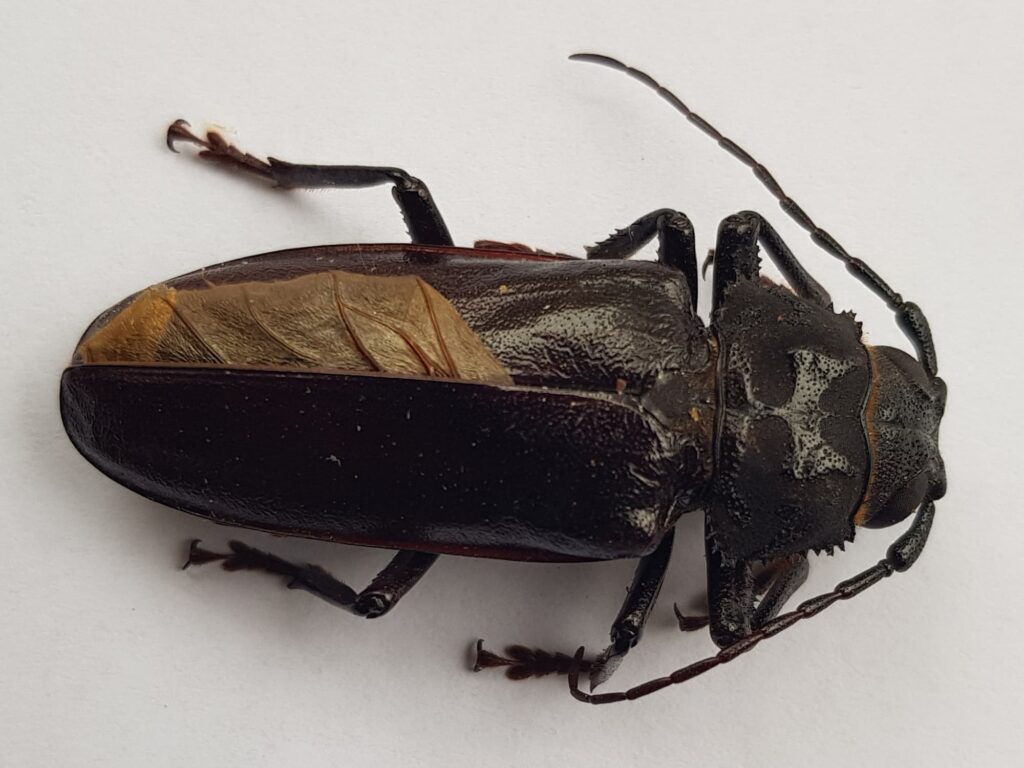 Eurynassa servillei (member of Tooth-necked and Aberrant Longhorn Beetles), Alice Springs NT