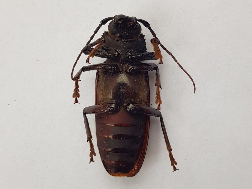 Eurynassa servillei (member of Tooth-necked and Aberrant Longhorn Beetles), Alice Springs NT