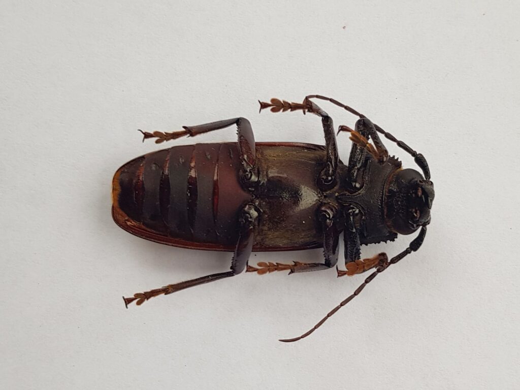 Eurynassa servillei (member of Tooth-necked and Aberrant Longhorn Beetles), Alice Springs NT