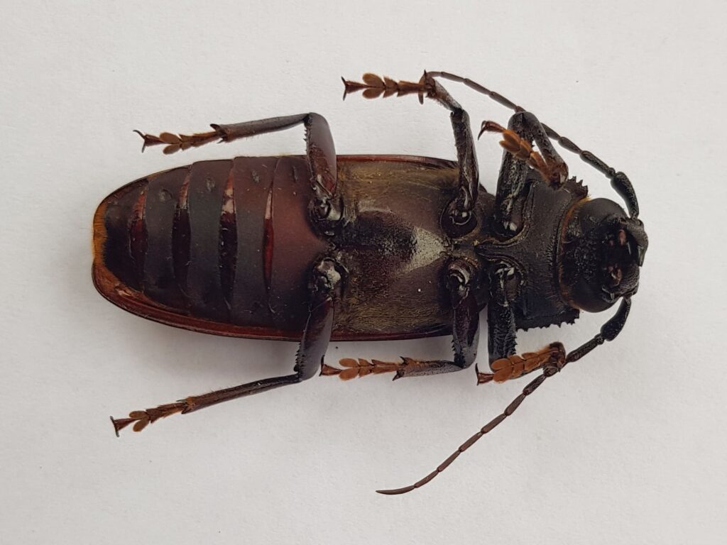 Eurynassa servillei (member of Tooth-necked and Aberrant Longhorn Beetles), Alice Springs NT