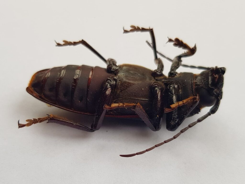 Eurynassa servillei (member of Tooth-necked and Aberrant Longhorn Beetles), Alice Springs NT