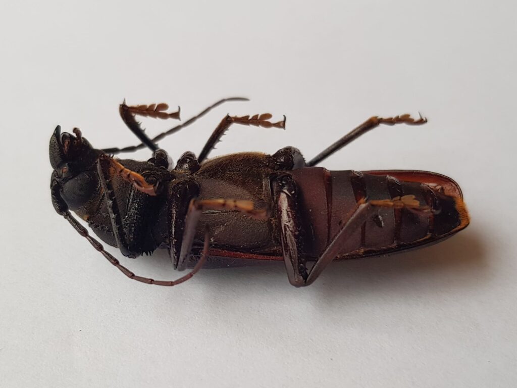 Eurynassa servillei (member of Tooth-necked and Aberrant Longhorn Beetles), Alice Springs NT