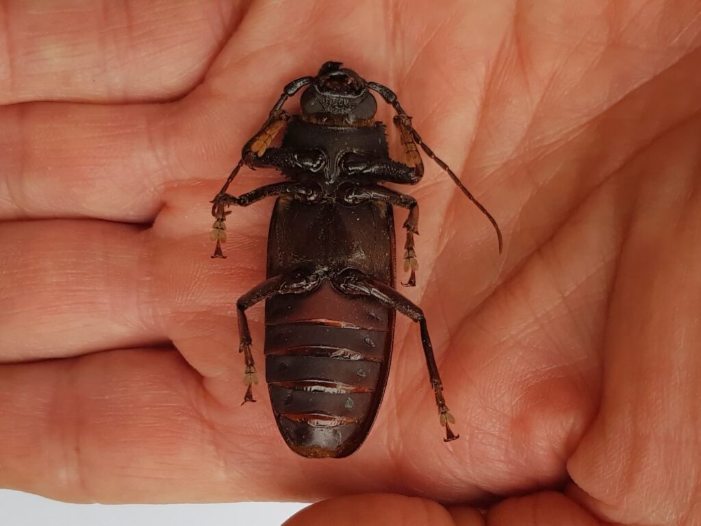 Eurynassa servillei (member of Tooth-necked and Aberrant Longhorn Beetles), Alice Springs NT