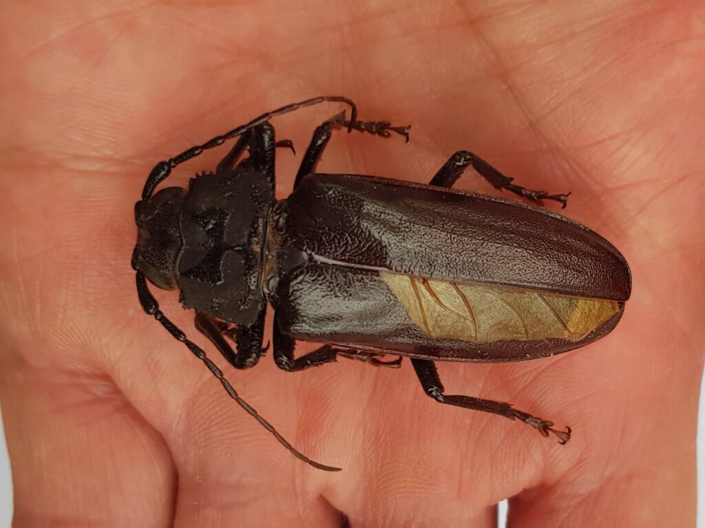 Eurynassa servillei (member of Tooth-necked and Aberrant Longhorn Beetles), Alice Springs NT