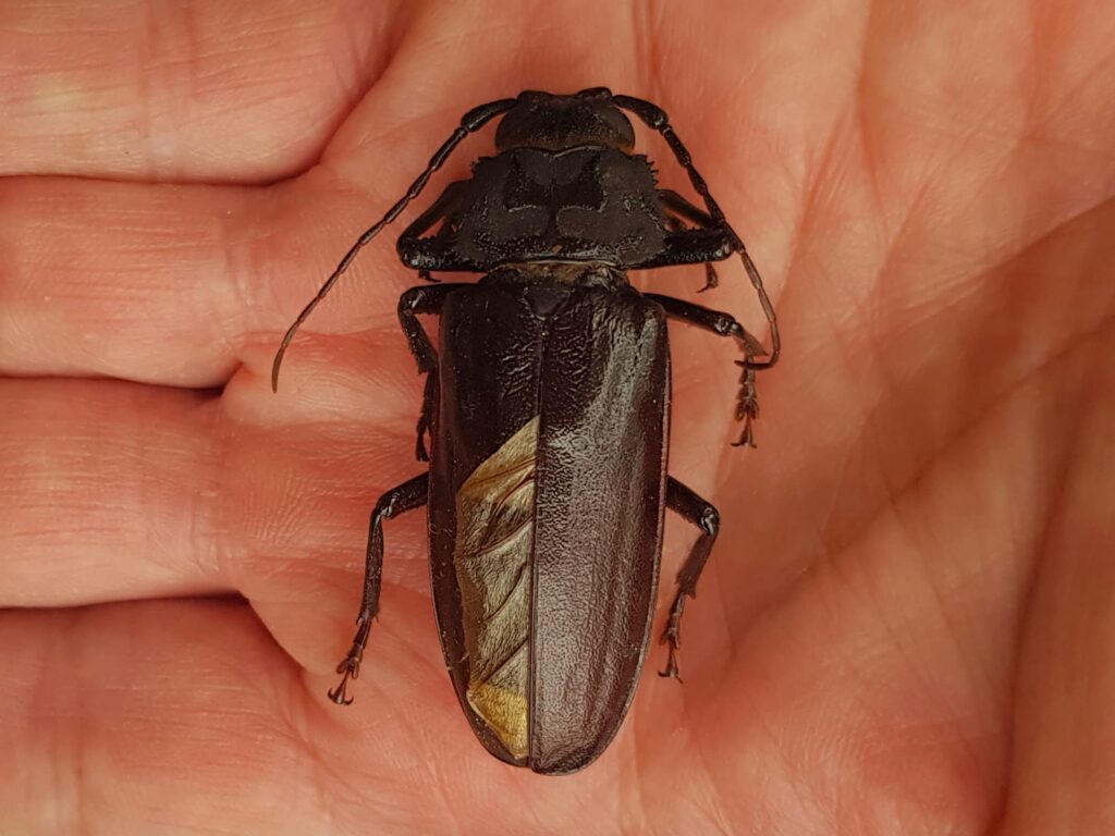Eurynassa servillei (member of Tooth-necked and Aberrant Longhorn Beetles), Alice Springs NT