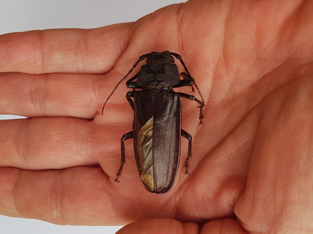 Eurynassa servillei (member of Tooth-necked and Aberrant Longhorn Beetles), Alice Springs NT