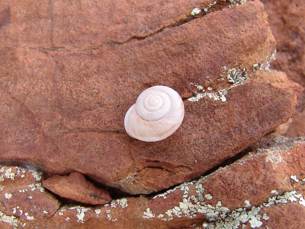 Granulomelon adcockianum (Camaenid Land Snail), West MacDonnell Ranges (west of Alice Springs NT)