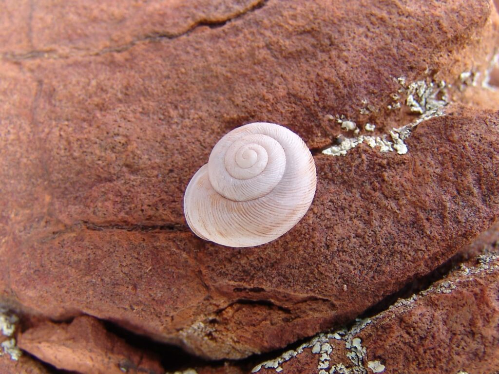 Granulomelon adcockianum (Camaenid Land Snail), West MacDonnell Ranges (west of Alice Springs NT)