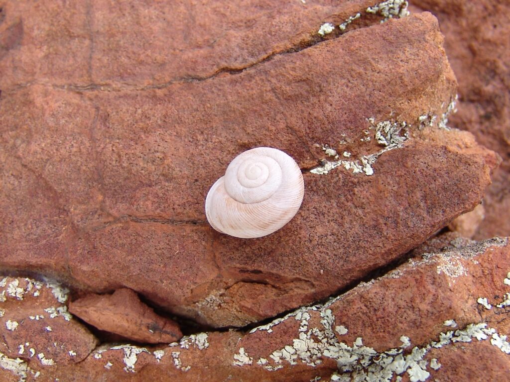Granulomelon adcockianum (Camaenid Land Snail), West MacDonnell Ranges (west of Alice Springs NT)