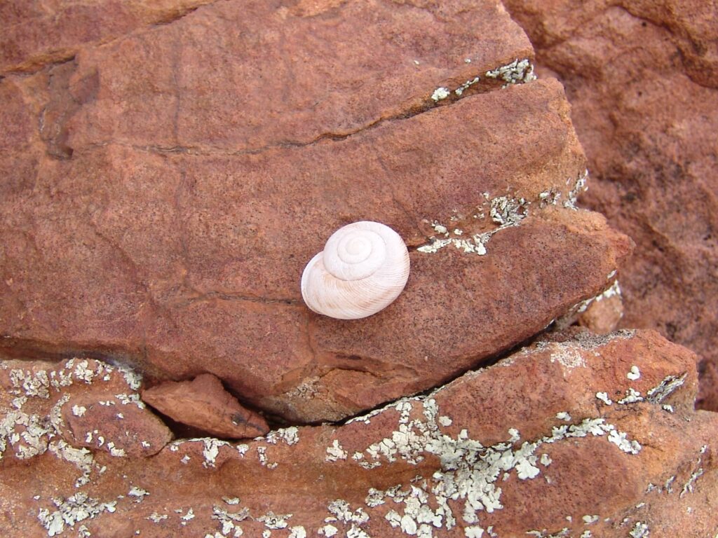 Granulomelon adcockianum (Camaenid Land Snail), West MacDonnell Ranges (west of Alice Springs NT)