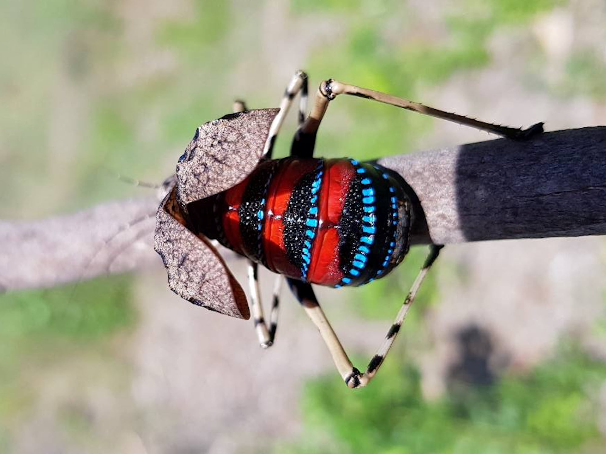 Mountain Katydid (Acripeza reticulata), Woolgoolga NSW © Luke Ashton
