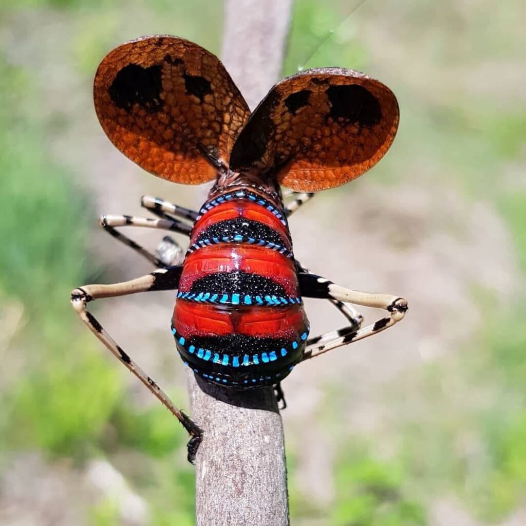 Mountain Katydid (Acripeza reticulata), Woolgoolga NSW © Luke Ashton