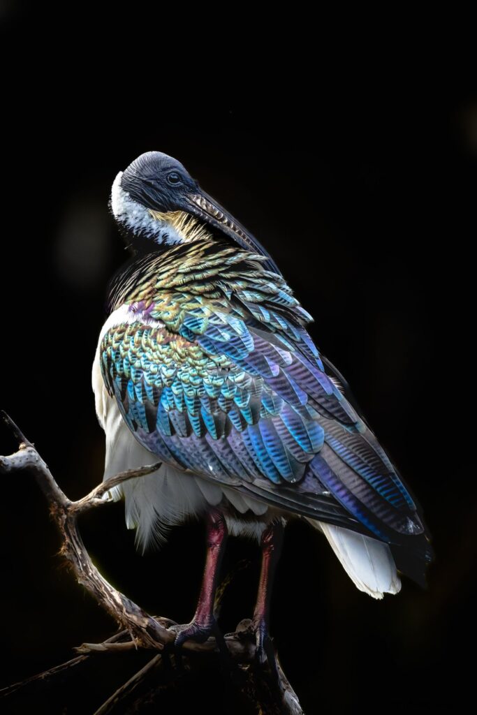 Straw-necked Ibis ยฉ Matt Laughton๏ปฟ
