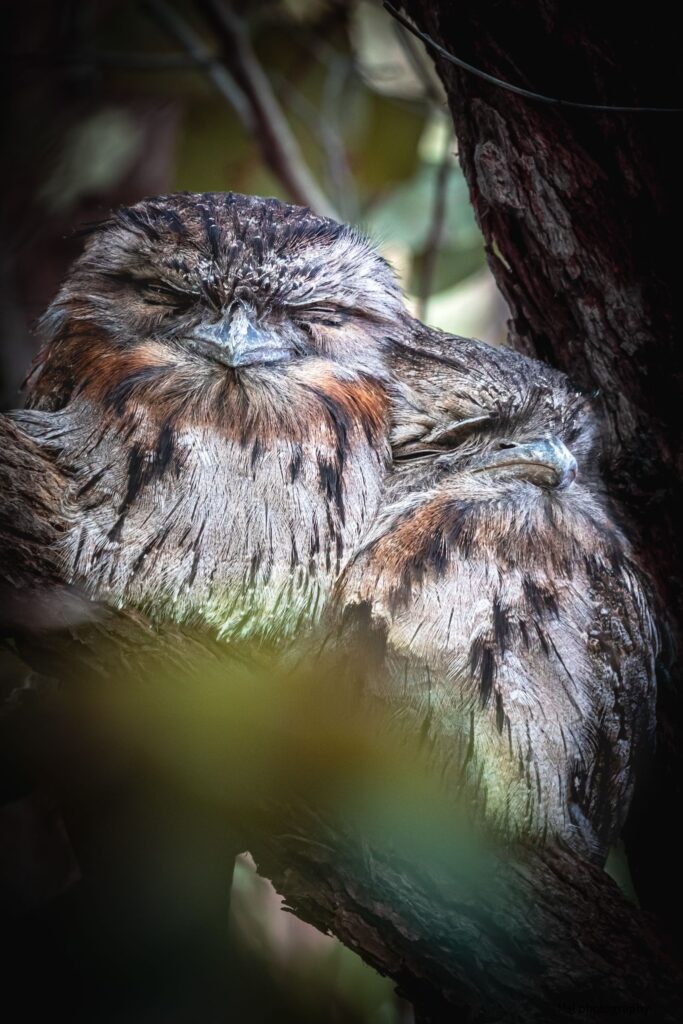 Tawny Frogmouths © Matt Laughton﻿
