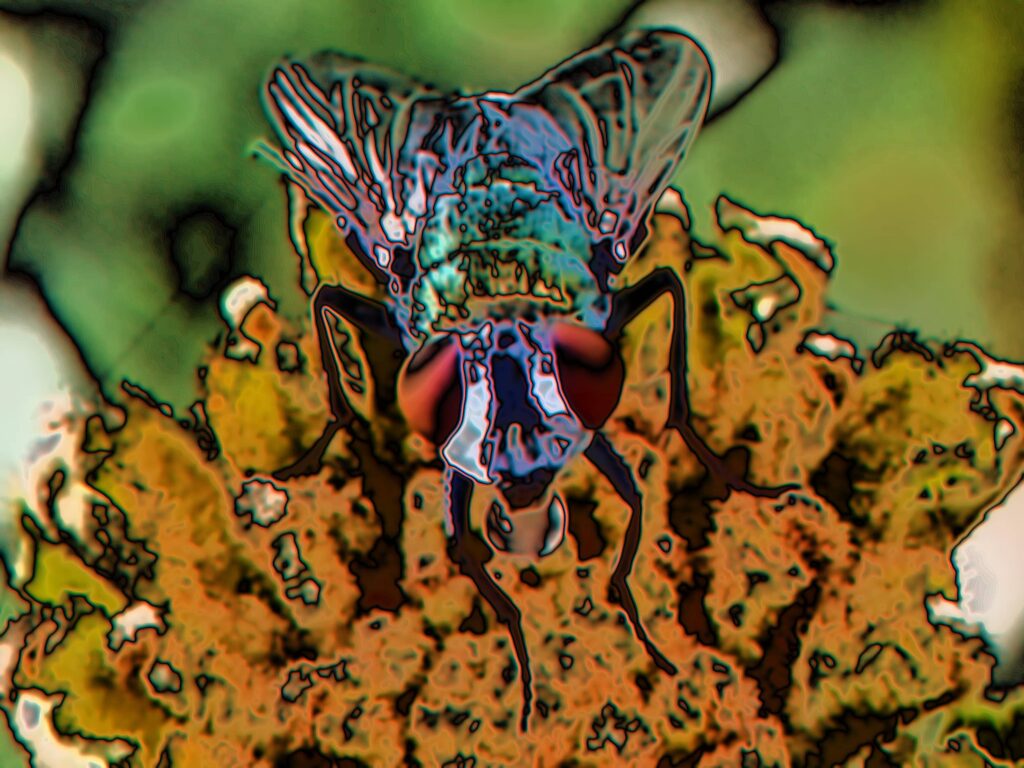Captured moments Green Blowfly (Lucilia cuprina) - Ausemade
