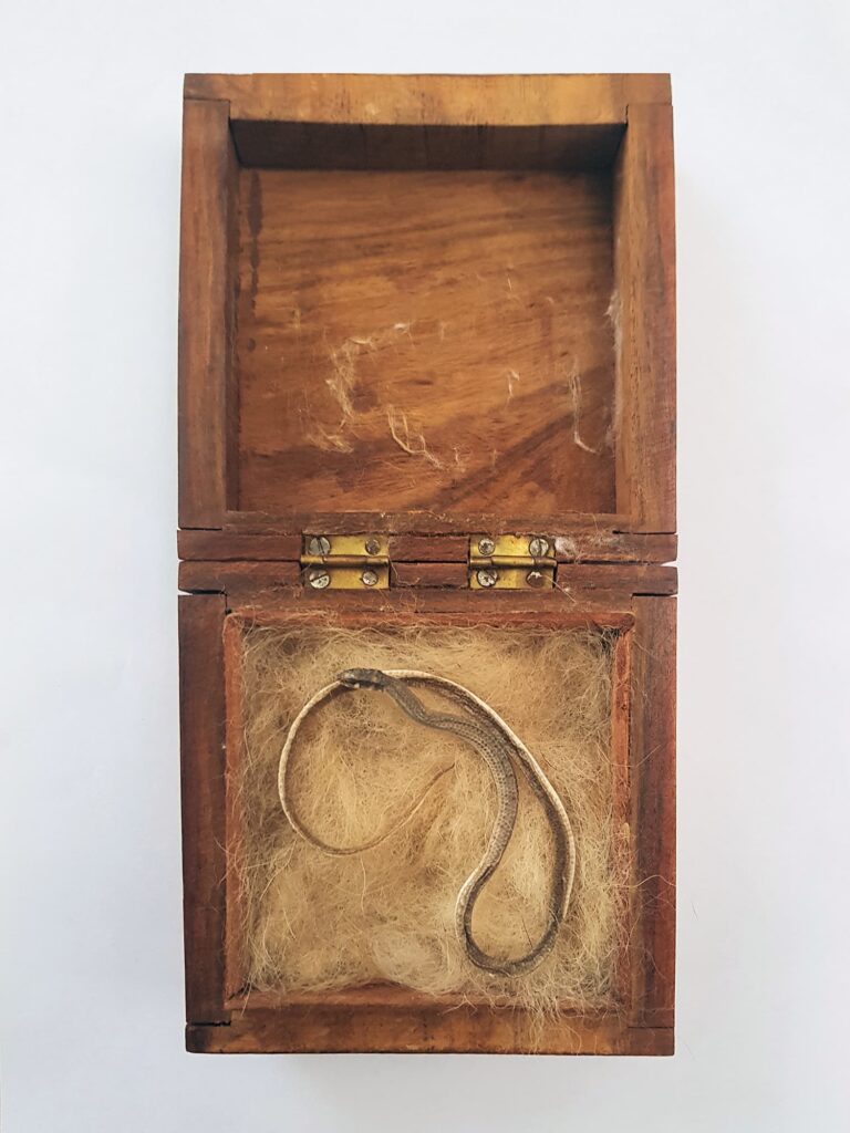 Deceased Delma tincta (Excitable delma) in a presentation box, Alice Springs NT