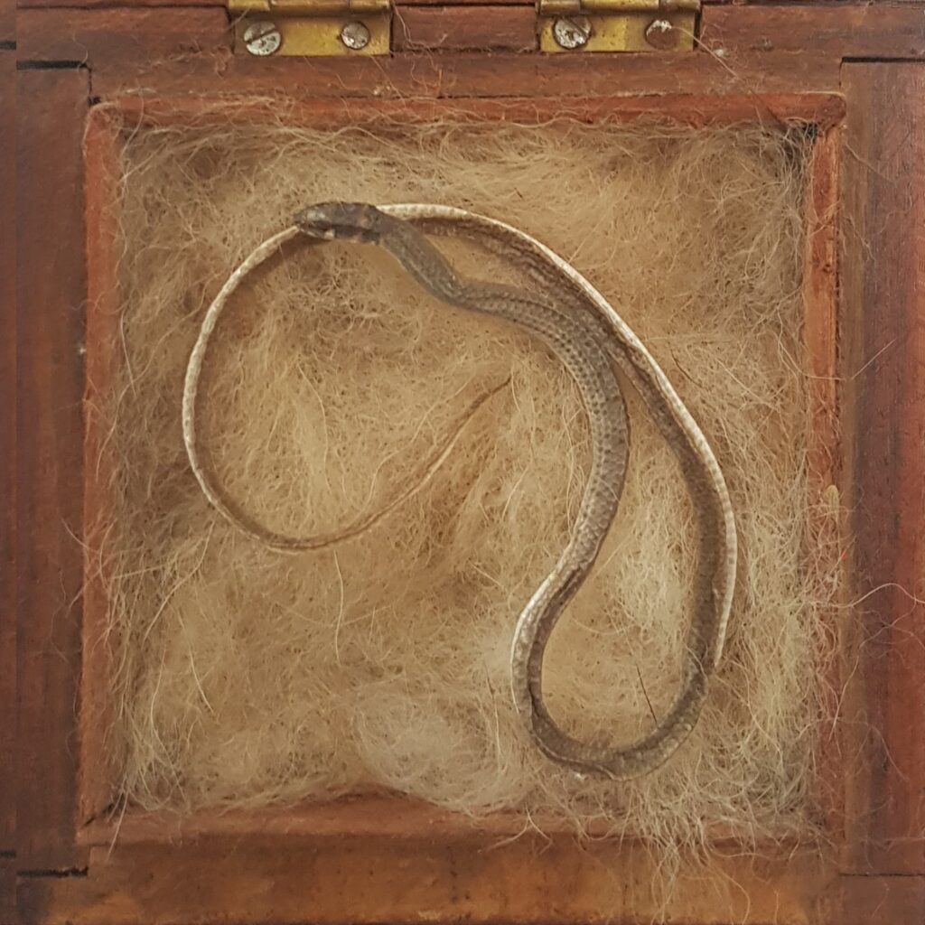 Deceased Delma tincta (Excitable delma) in a presentation box, Alice Springs NT