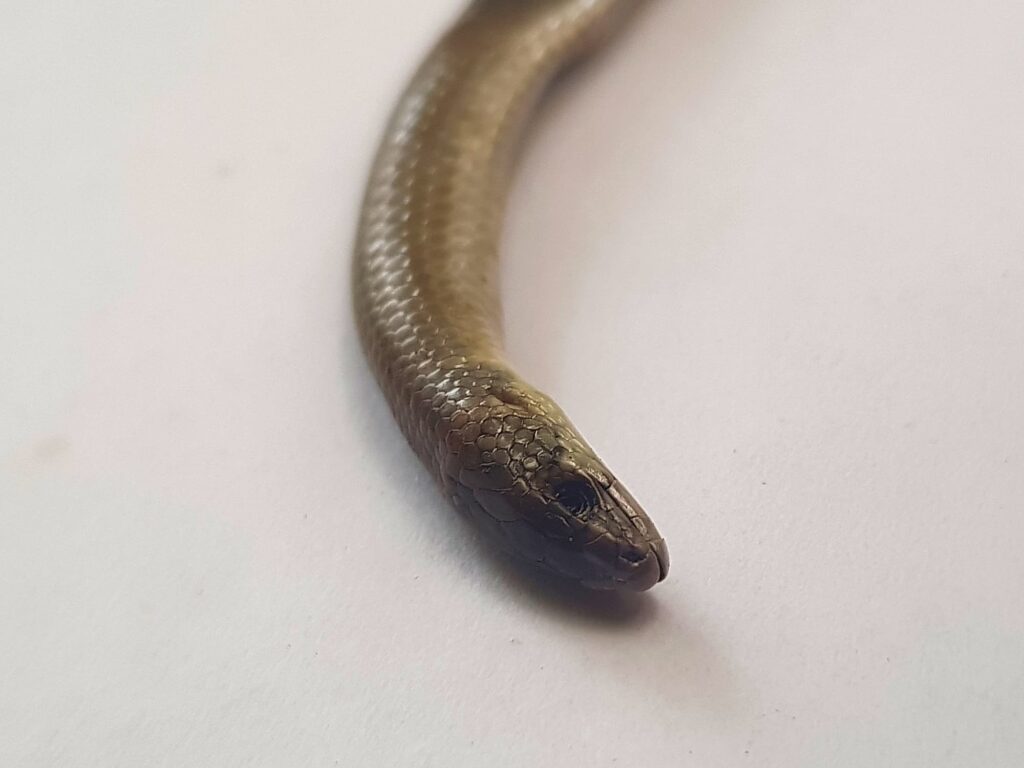 Deceased Delma tincta (Excitable delma), Alice Springs NT