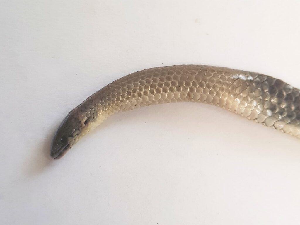 Deceased Delma tincta (Excitable delma), Alice Springs NT