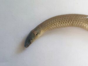 Deceased Delma tincta (Excitable delma), Alice Springs NT