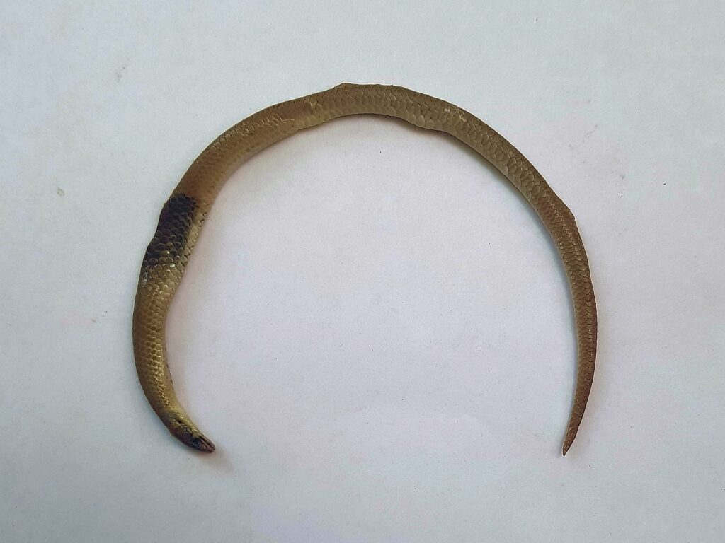 Deceased Delma tincta (Excitable delma), Alice Springs NT