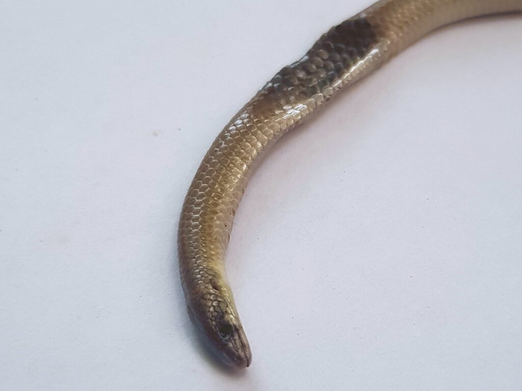 Deceased Delma tincta (Excitable delma), Alice Springs NT