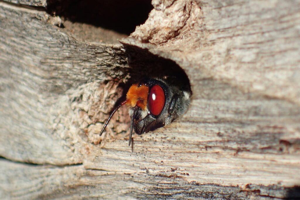 Megachile aurifrons, Geraldton, Midwest WA © Gary Taylor