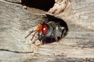 Megachile aurifrons, Geraldton, Midwest WA © Gary Taylor