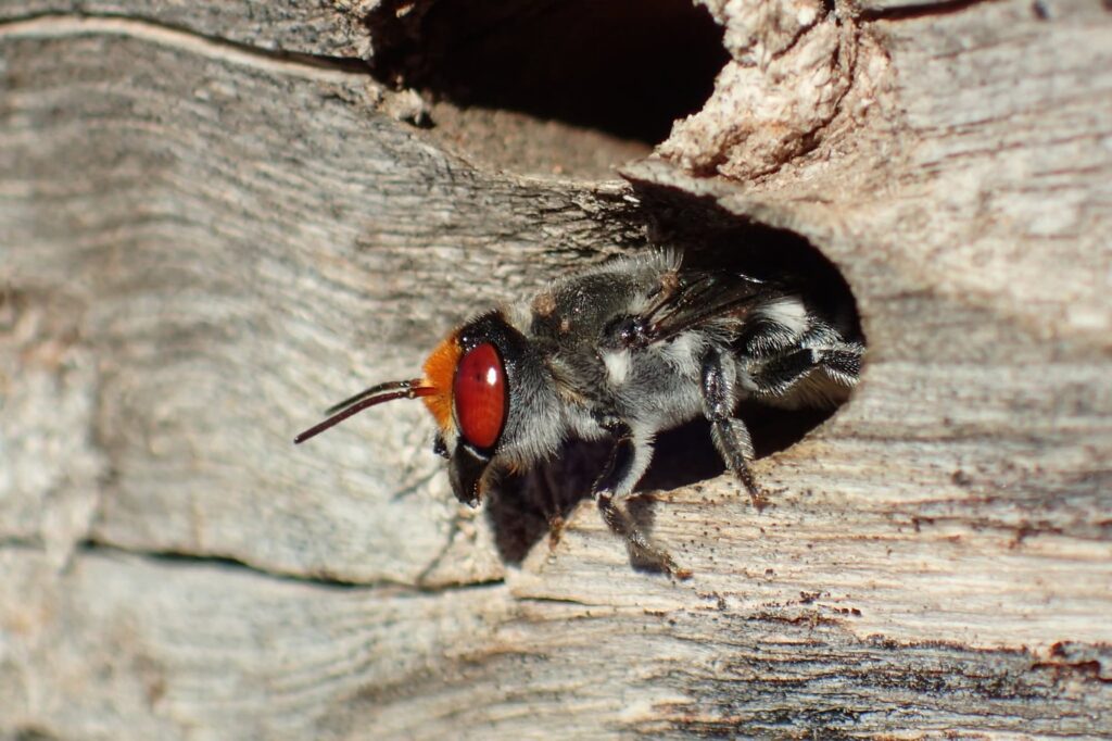 Megachile aurifrons, Geraldton, Midwest WA © Gary Taylor