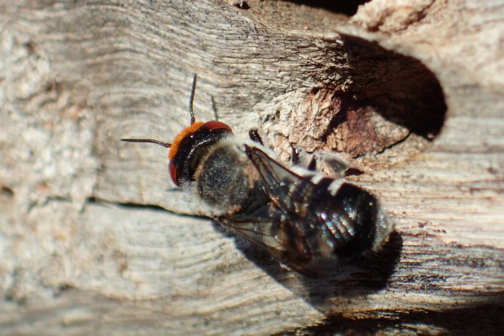 Megachile aurifrons, Geraldton, Midwest WA © Gary Taylor