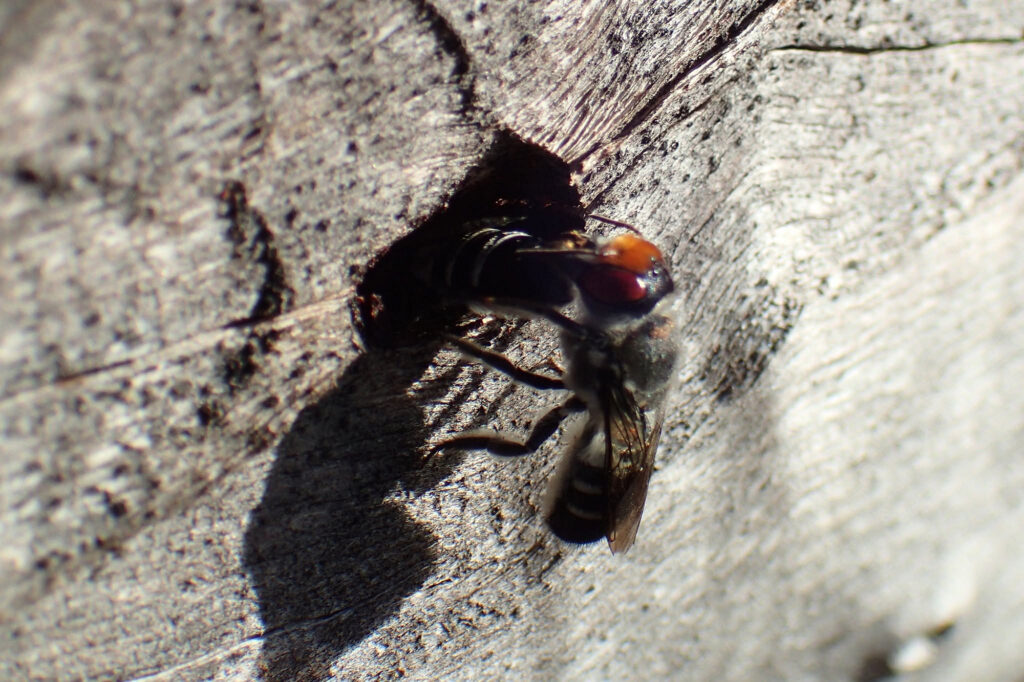 Megachile aurifrons, Geraldton, Midwest WA © Gary Taylor