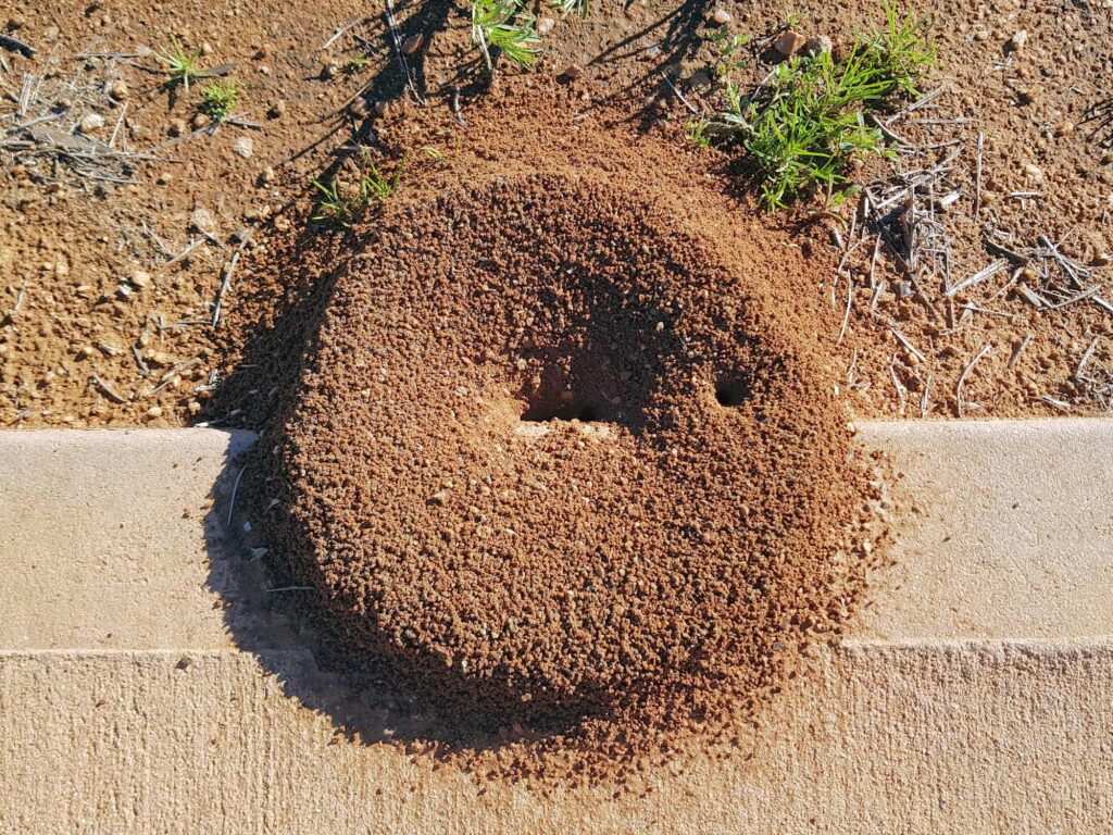 Ants nest, Alice Springs NT