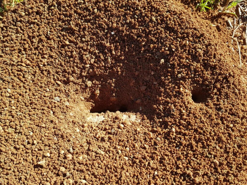 Ants nest, Alice Springs NT