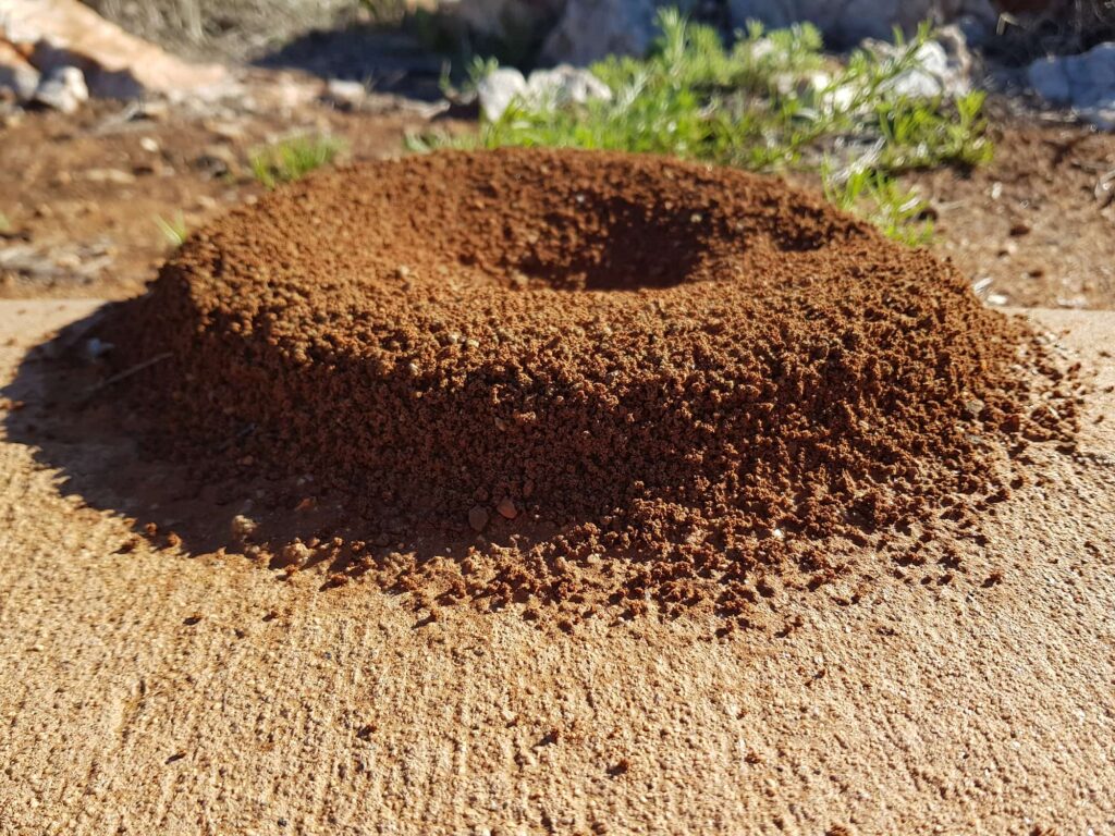 Ants nest, Alice Springs NT