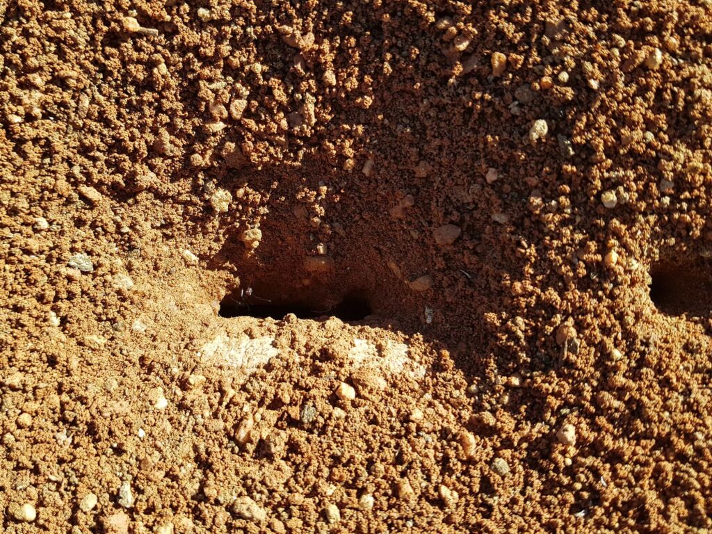 Ants nest, Alice Springs NT