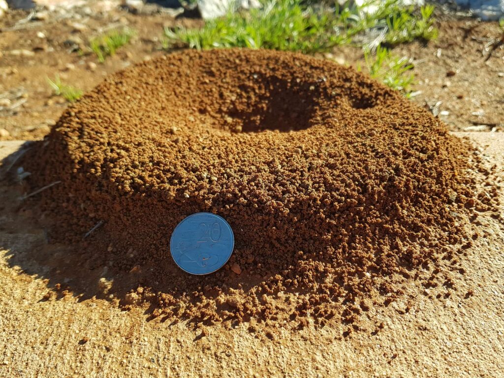Ants nest, Alice Springs NT