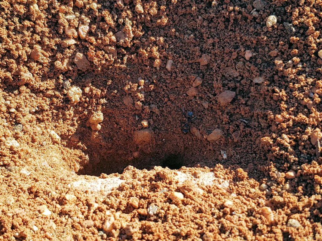 Ants nest built half over the edge of the paved walkway, Alice Springs NT