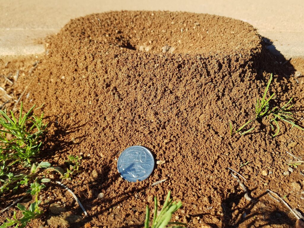 Ants nest, Alice Springs NT
