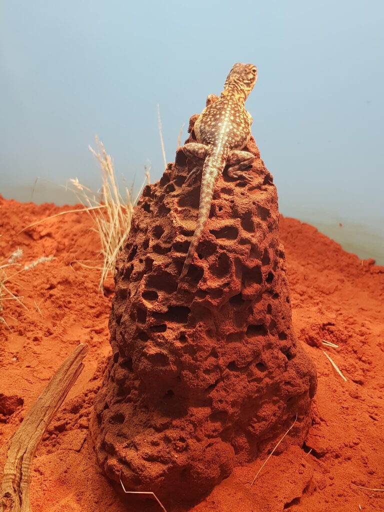 Central Netted Dragon (Ctenophorus nuchalis), Alice Springs Desert Park NT