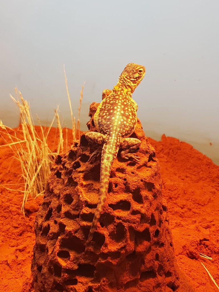 Central Netted Dragon (Ctenophorus nuchalis), Alice Springs Desert Park NT