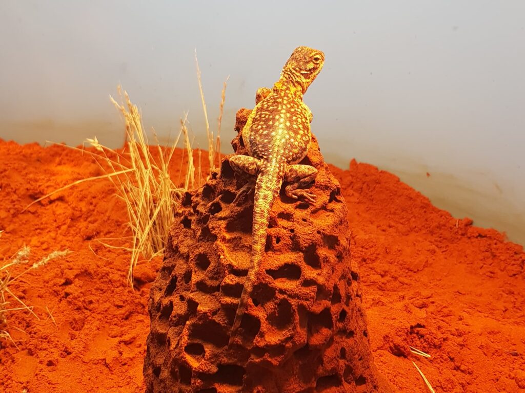 Central Netted Dragon (Ctenophorus nuchalis), Alice Springs Desert Park NT