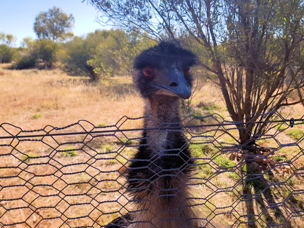 Emu (Dromaius novaehollandiae), Alice Springs Desert Park NT