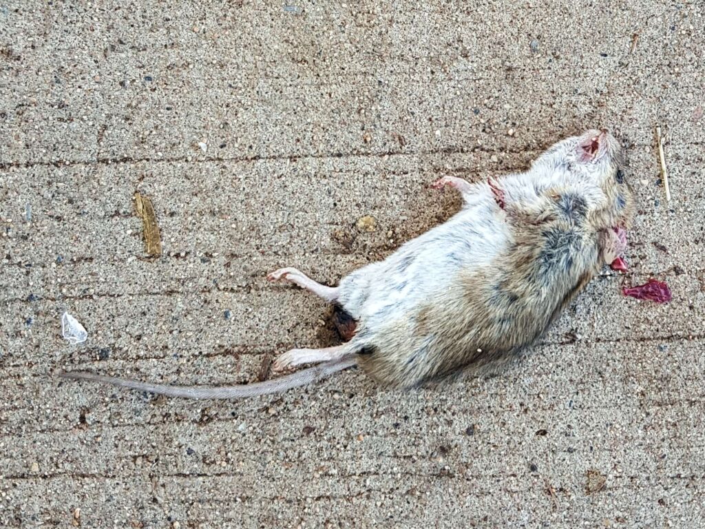 Deceased House Mouse (Mus musculus), Alice Springs NT