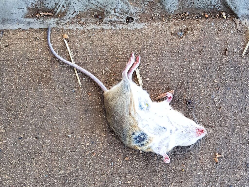 Deceased House Mouse (Mus musculus), Alice Springs NT