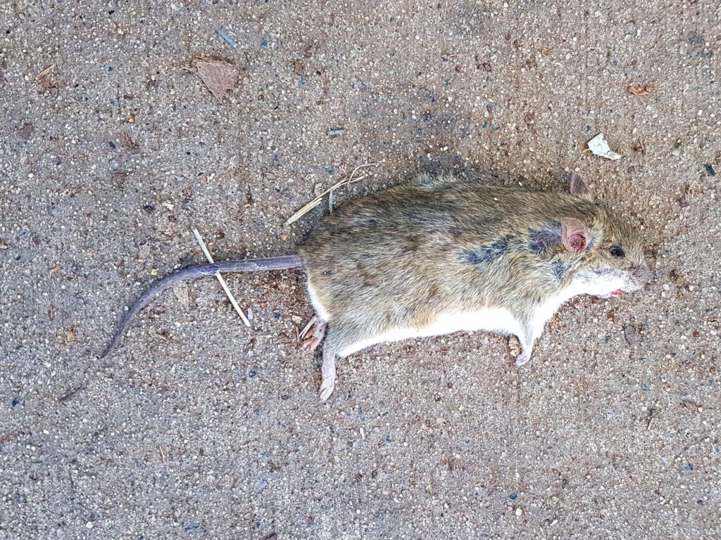 Deceased House Mouse (Mus musculus), Alice Springs NT
